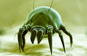 Dust Mite